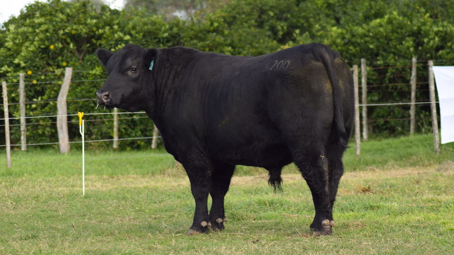 Lote CABAÑA COEMBOTÁ: RP 200