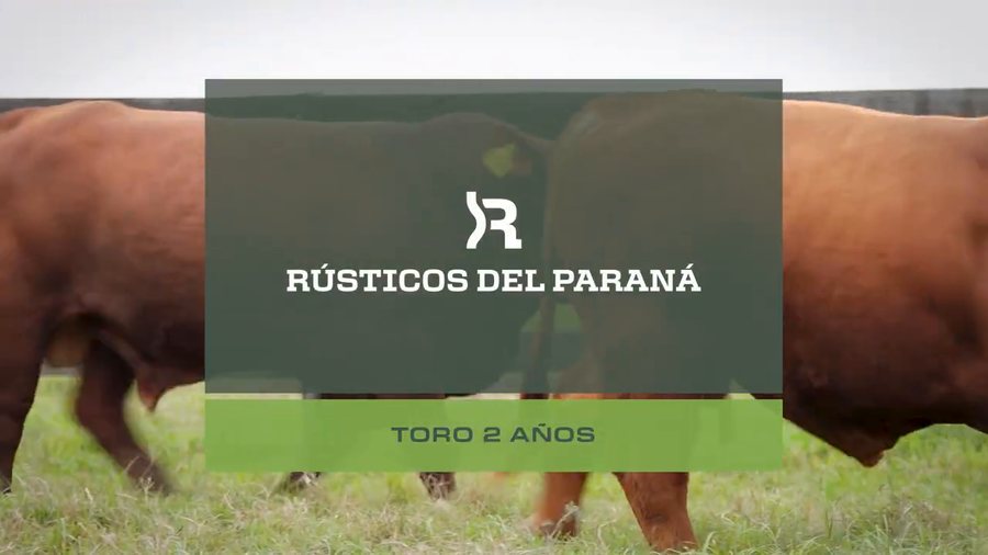 Lote Toros