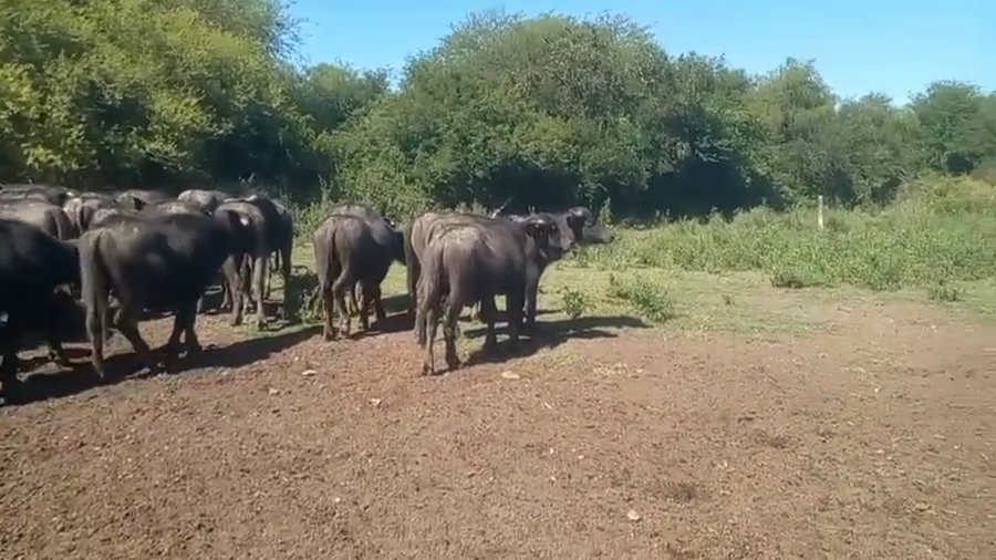 Lote 120 Búfalos