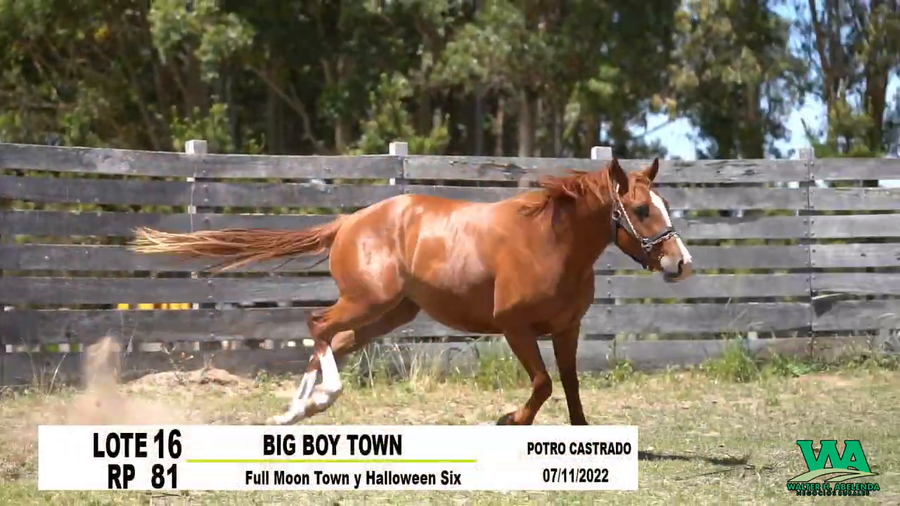 Lote BIG BOY TOWN