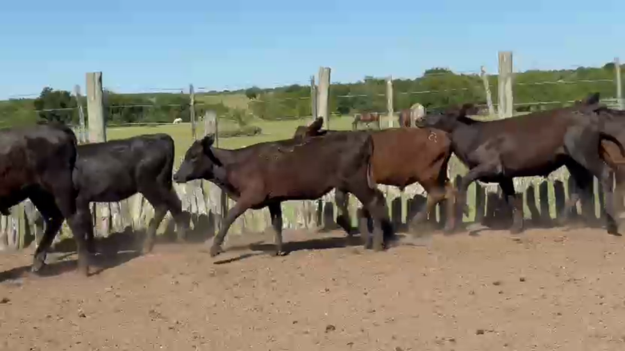 Lote 60 Terneros/as en Corrientes, Col. Libertad