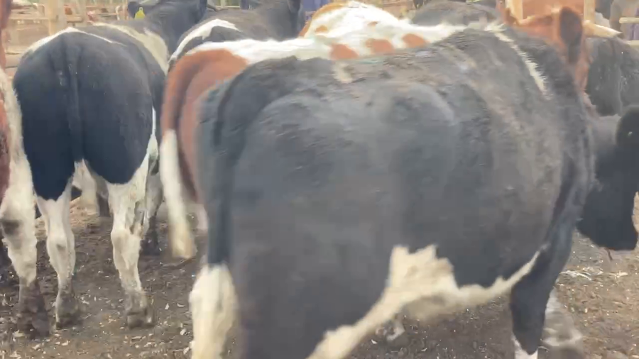 Lote 12 Novillo Gordo en María Pinto, Región Metropolitana