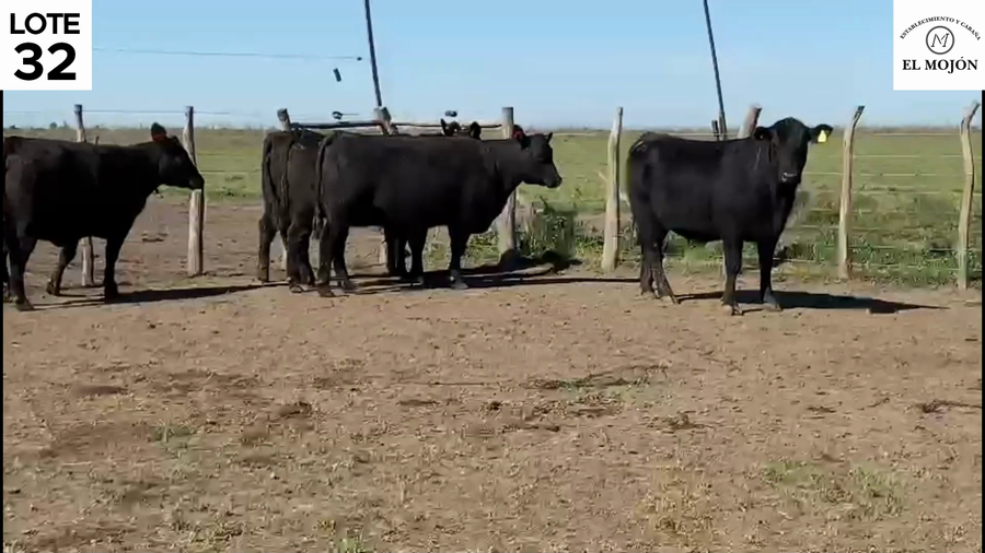 Lote "VAQUILLONAS MAS PREÑADAS DE LA CABAÑA ""EL MOJON"" DE MOHR"