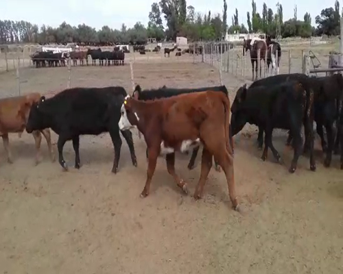 Lote 72 Terneros/as en Mayor Buratovich, Buenos Aires