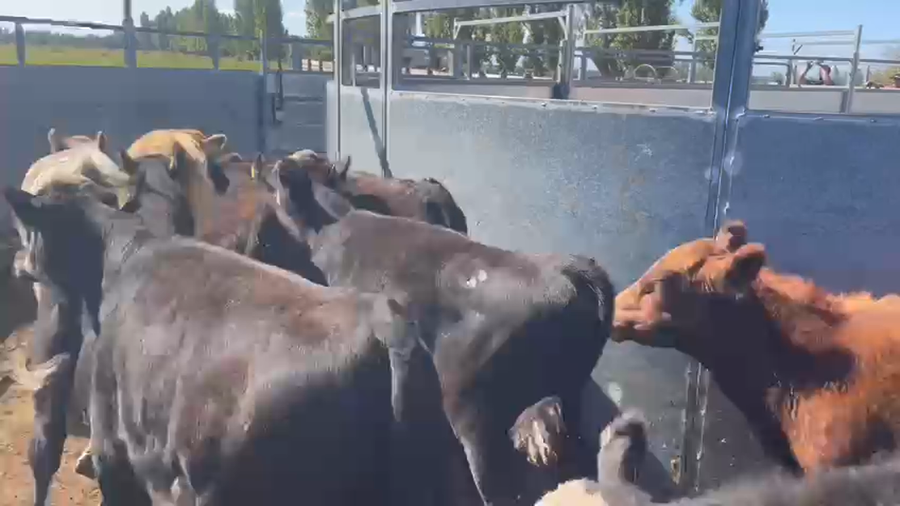 Lote 35 Ternero en Los Ángeles, VIII Región Biobío