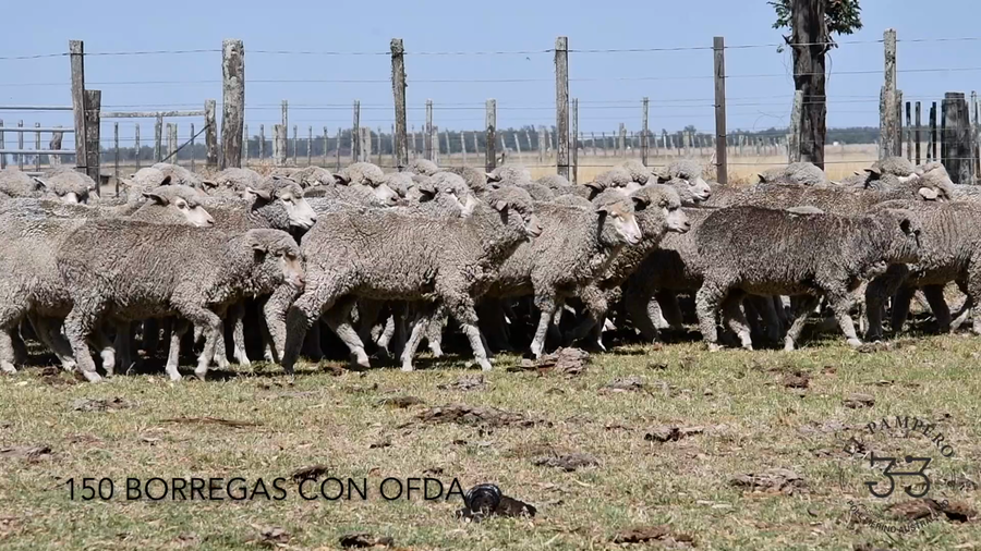 Lote Lote 75 Borregas -  EL PAMPERO