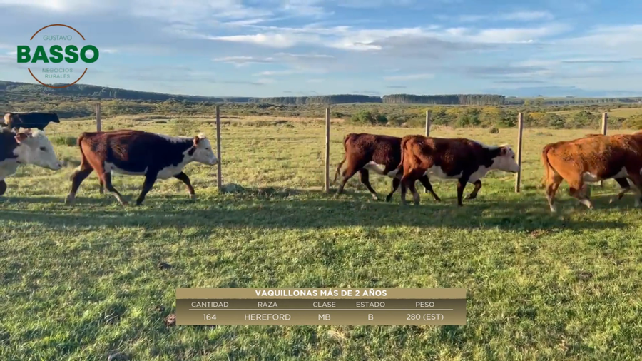 Lote 164 Vaquillonas más de 2 años en Arbolito, Cerro Largo