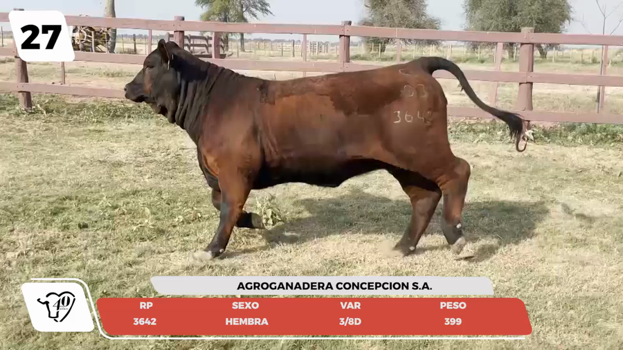 Lote LOTE 27- JUNIOR