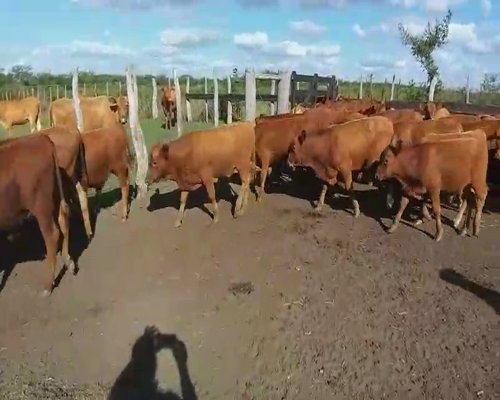 Lote 60 Terneros en Villaguay, Entre Ríos