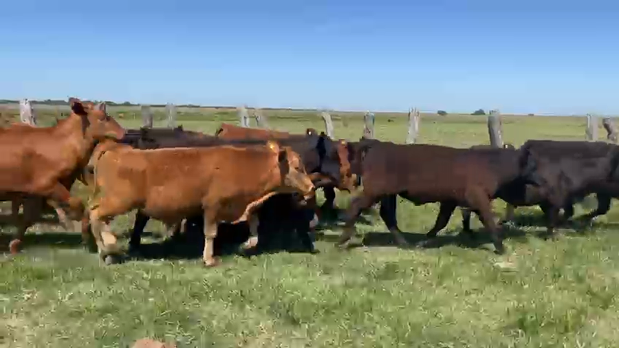 Lote 65 Terneros en Corrientes, Goya