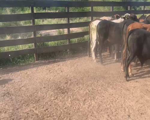 Lote 50 Novillitos en Juan José Castelli, Chaco