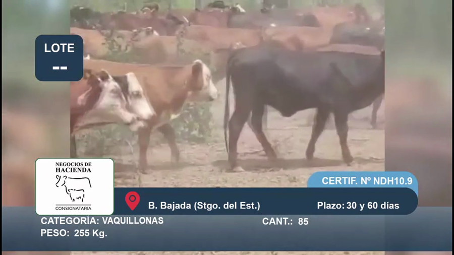 Lote 85 Vaquillonas en Santiago del Estero, Bandera Bajada