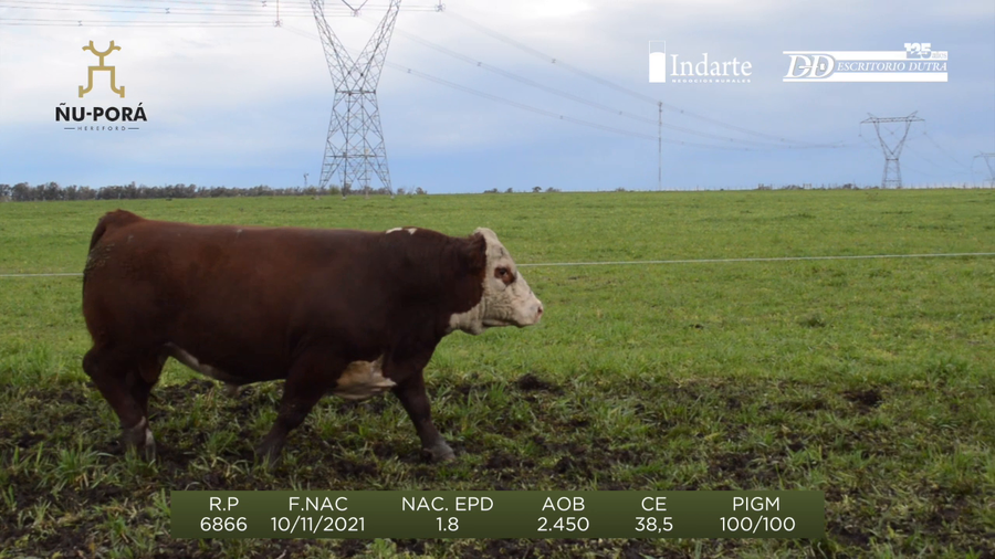 Lote Toros a remate en Remate anual Ñu Porá 2023, Paysandú