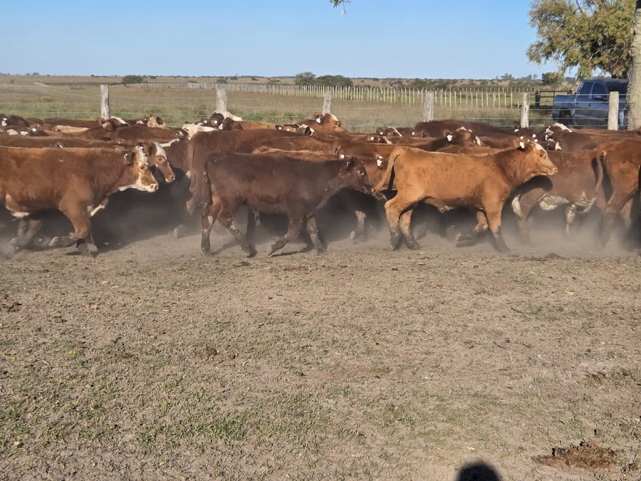 Lote 96 Terneros en Corrientes, Curuzu Cuatia