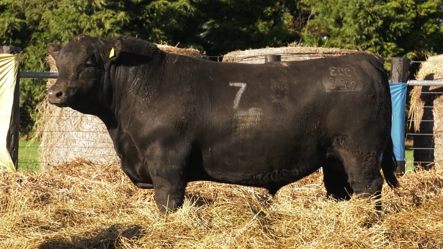 Lote TOROS ANGUS PURO CONTROLADO