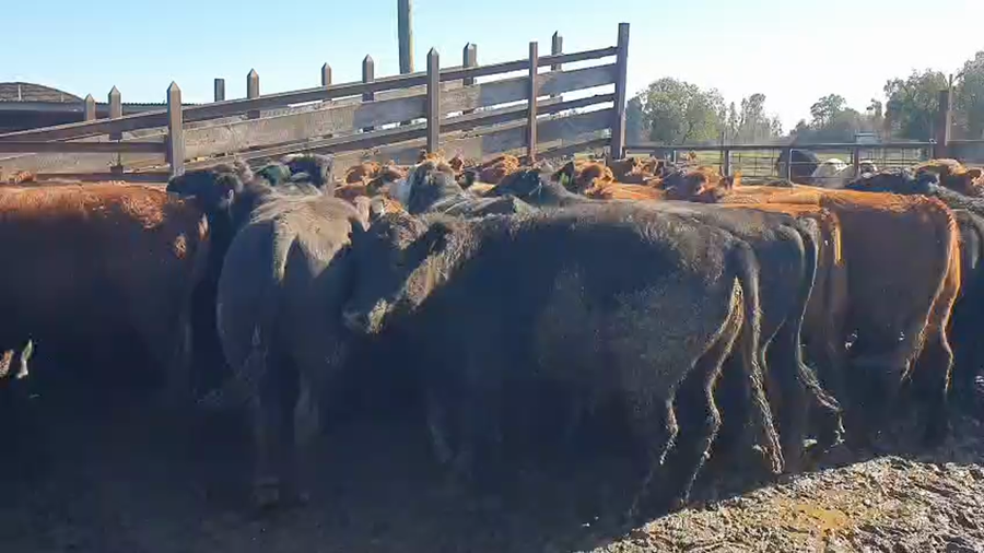 Lote 45 Novillo Gordo en Los Ángeles, VIII Región Biobío