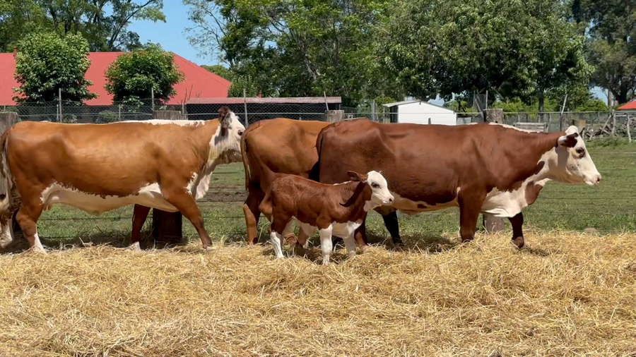 Lote 20 Vacas con Cría