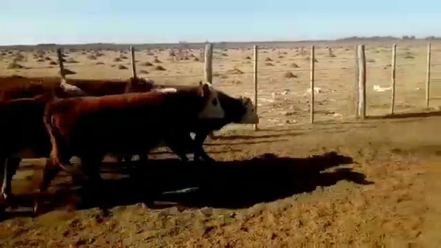 Lote 45 Terneras en Moisés Ville, Santa Fe