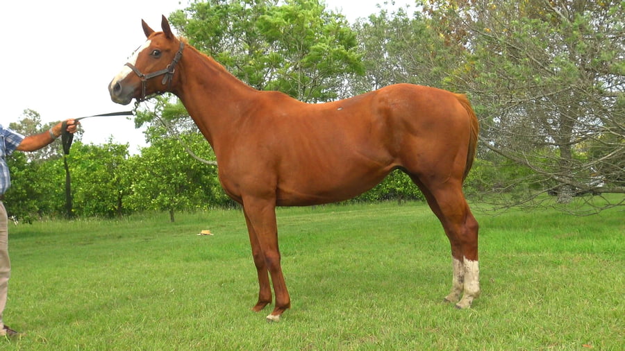 Lote DAUGTHERS DREAM (USA