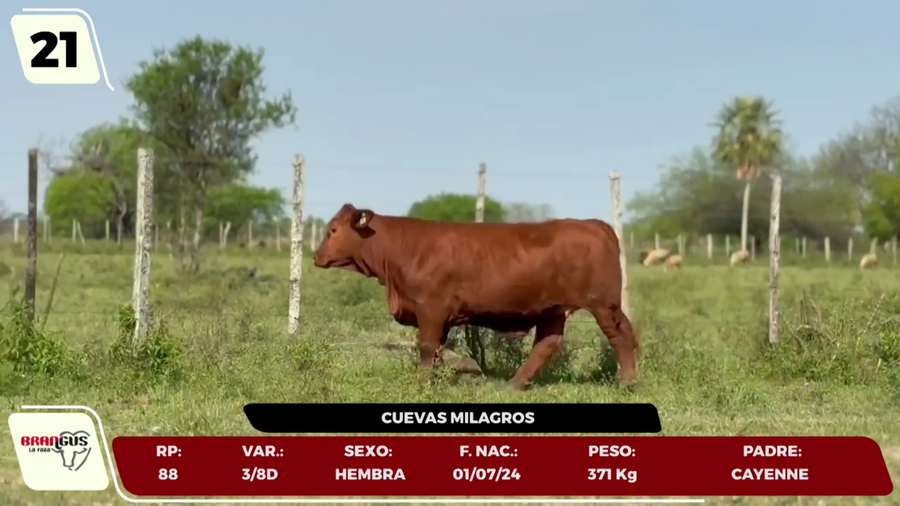 Lote LOTE 21 - JUNIOR