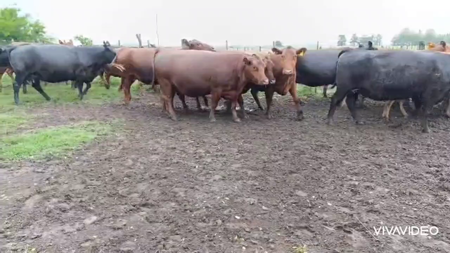 Lote 18 Vacas nuevas C/ gtia de preñez