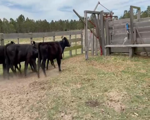 Lote (Vendido)10 Terneros y Terneras AA a remate en 2da Pantalla ENTRE MARTILLOS 168kg -  en KIYU