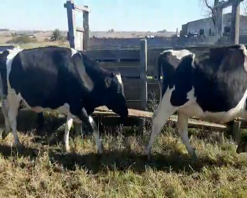 Lote 6 Vaquillonas  HOLANDO a remate en Pantalla Camy 0 - 0kg - , San José