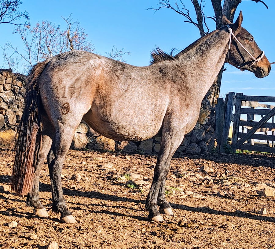 Lote SANDRA RUMBEADOR