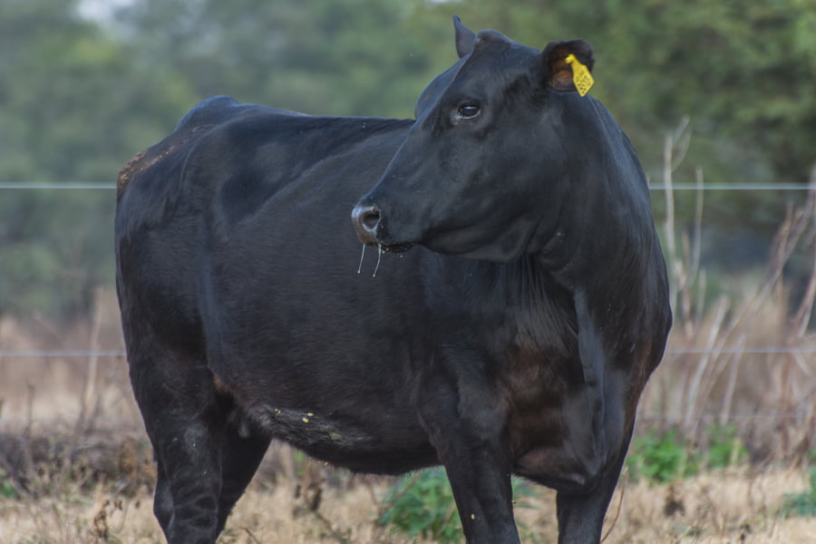 Lote Vaquillona Preñada Cabaña LA AURORA (A692)