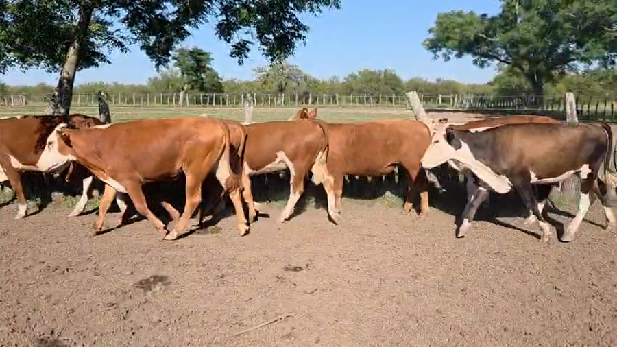 Lote 65 Novillos en Corrientes, Curuzu Cuatia