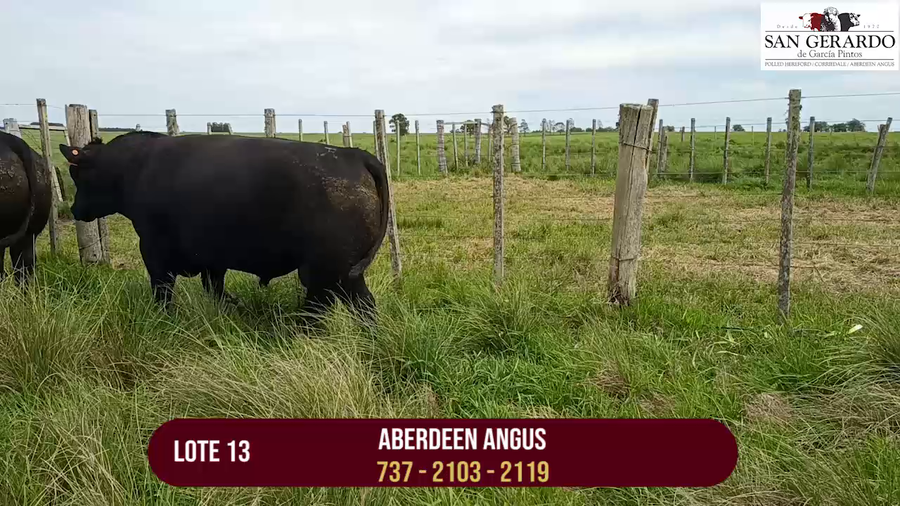 Lote TOROS ABERDEEN ANGUS