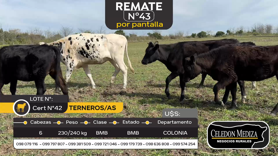 Lote 6 Terneros y Terneras en Otra Localidad, Colonia