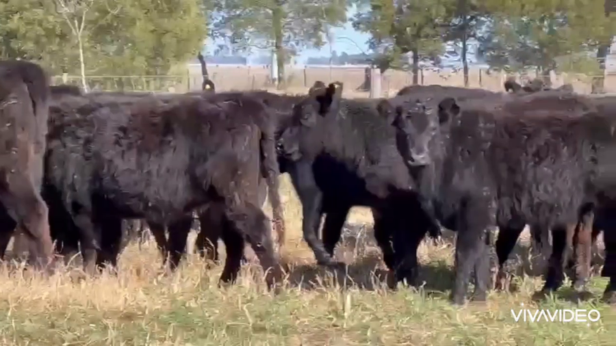 Lote 70 Terneras en Dolores, Buenos Aires