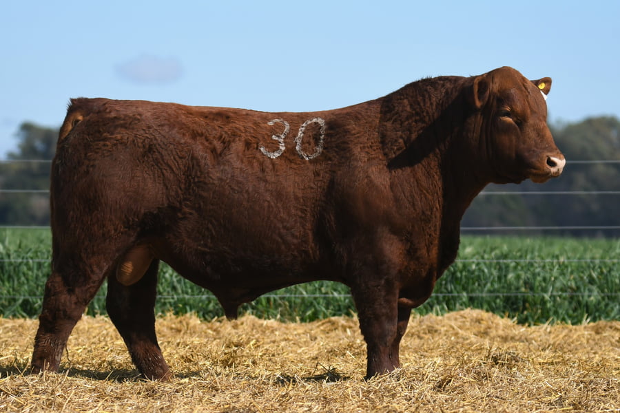 Lote TORO ANGUS PC