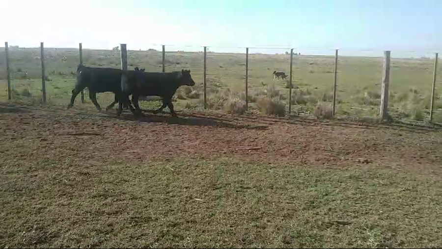 Lote 18 Terneros