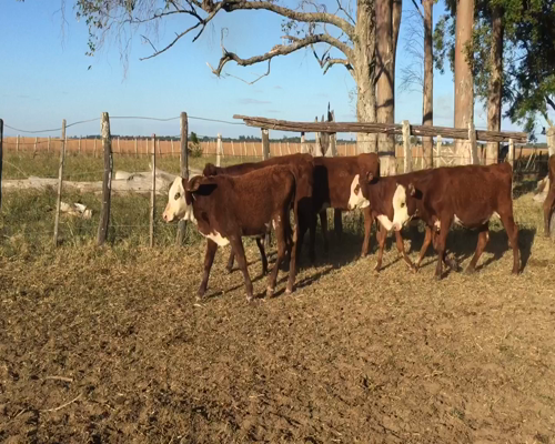 Lote 75 Terneros/as en San Miguel, Corrientes