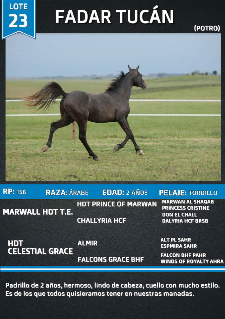Lote FADAR TUCÁN