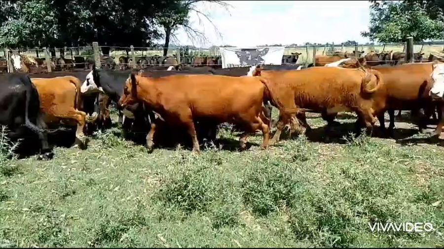 Lote 62 AL CTE (VAQ)