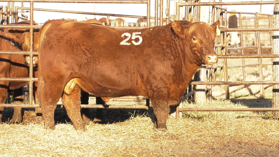 Lote TOROS ANGUS COLORADOS  PC