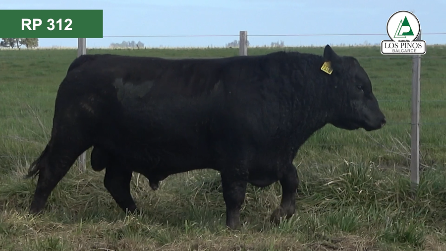 Lote 3 Toros ANGUS a remate en 40º Remate Anual - Cabaña Los Pinos en Balcarce
