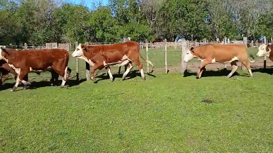 Lote 12 Vaquillonas preñadas a remate en NACIONAL BRAFORD, Artigas