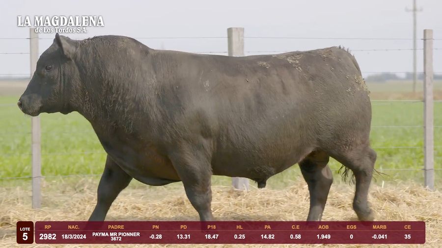 Lote Lote 5 - Angus