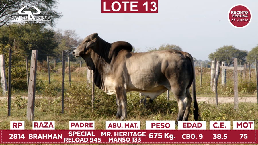 Lote Reproductores de Alborada - Lote 13