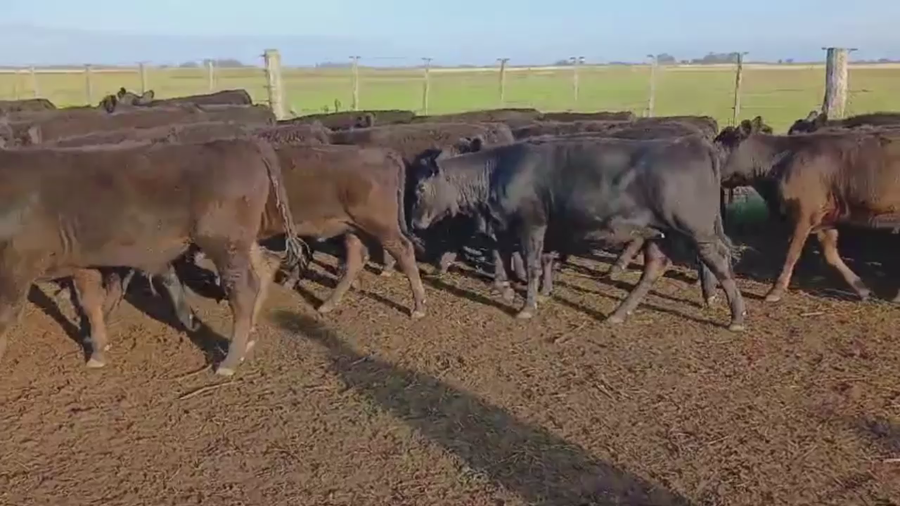 Lote 65 TENRS MACHOS, OLAVARRIA, PCIA. DE BS. AS.