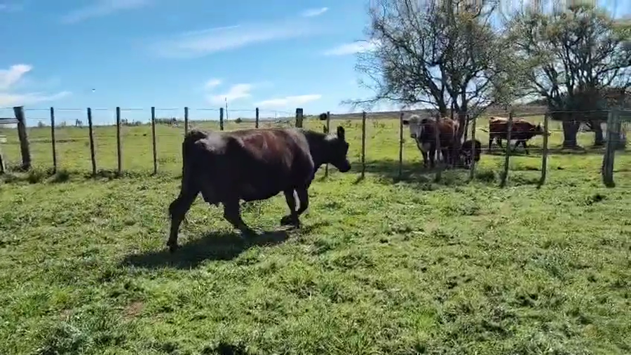 Lote Vaquillonas Proximas a remate en Pantalla Camy 420kg - , San José