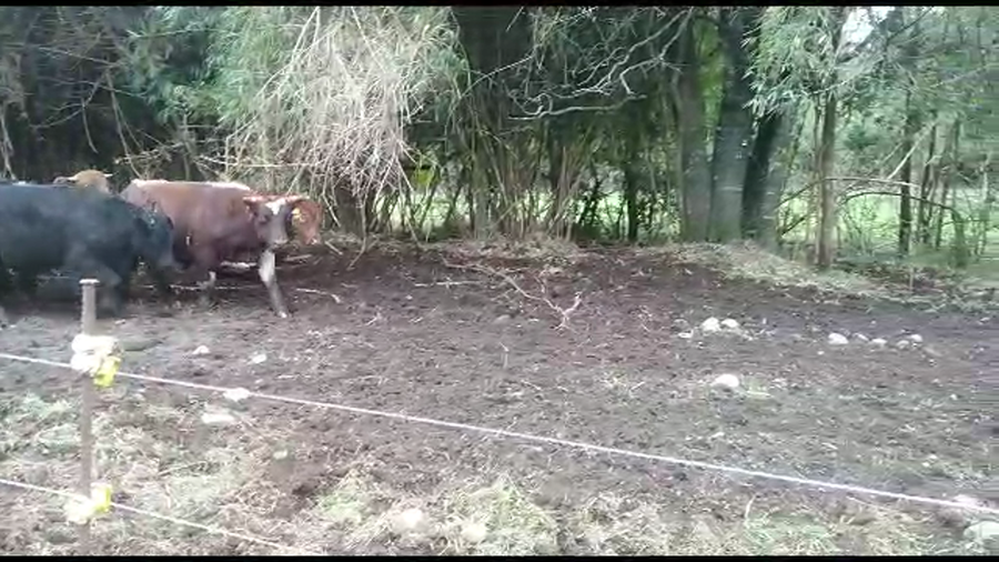 Lote 24 Novillo Gordo en Puerto Octay, X Región Los Lagos