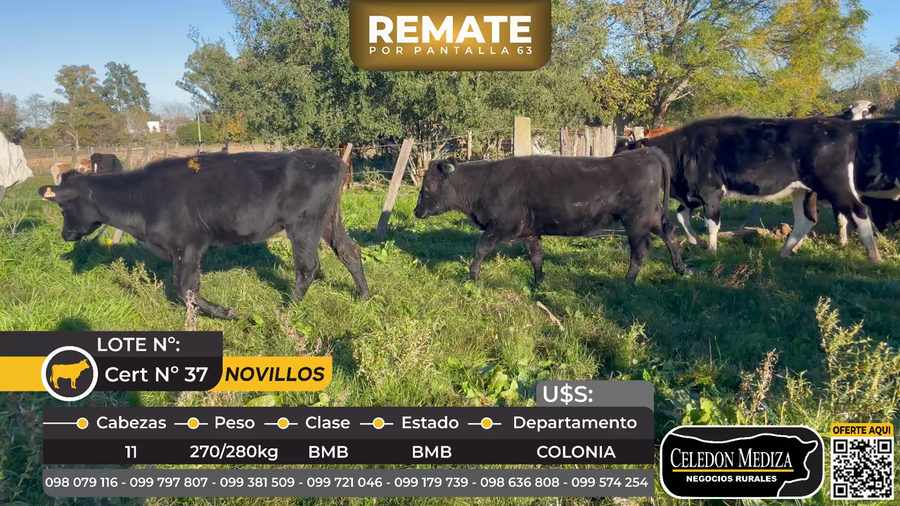 Lote 11 Vaquillonas  en La Horqueta, Colonia