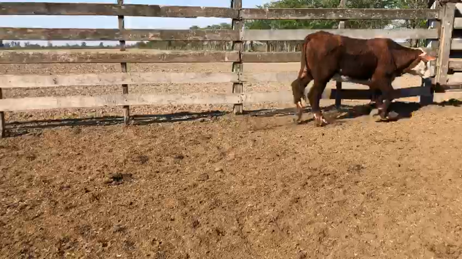 Lote 65 Novillitos Braford y sus cruzas en Nuevo Torino, Santa Fe