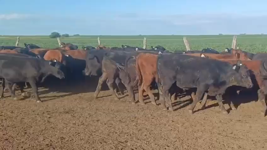 Lote 90 Terneros en Entre Ríos, San Salvador