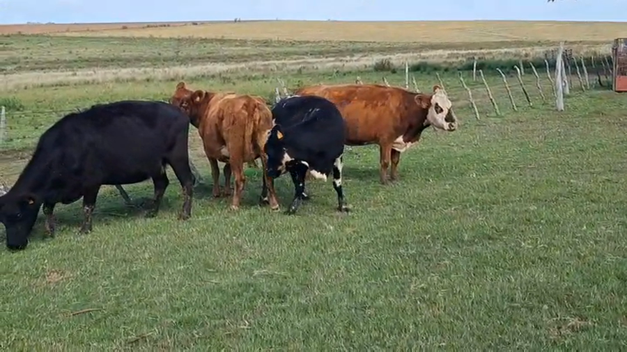 Lote VACAS DE INVERNADA